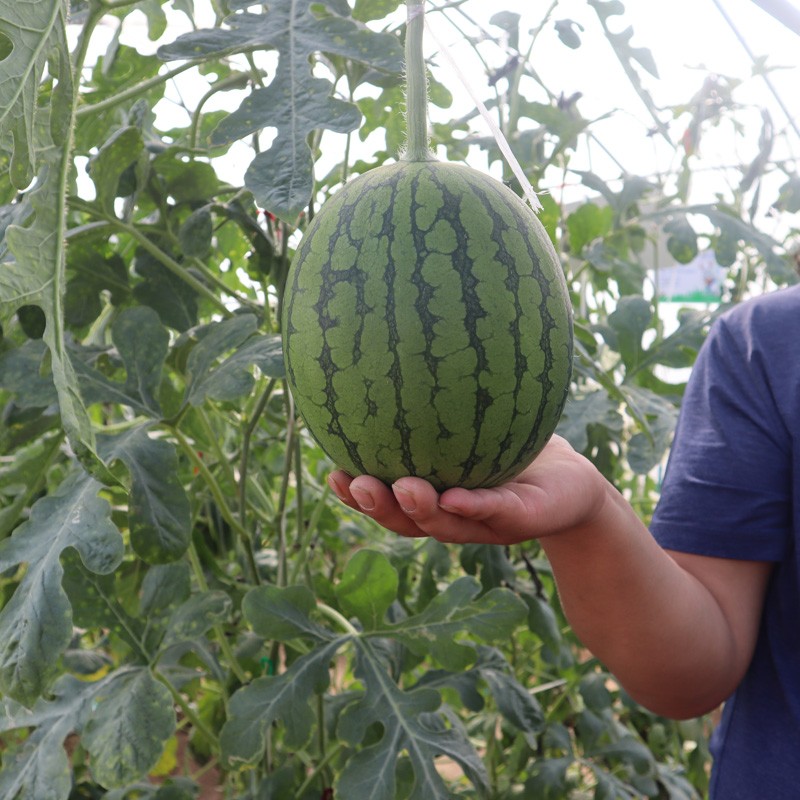 凤鸣雅世  西瓜种子水果种子西农8号西瓜种籽8424西瓜冰激凌西瓜京欣