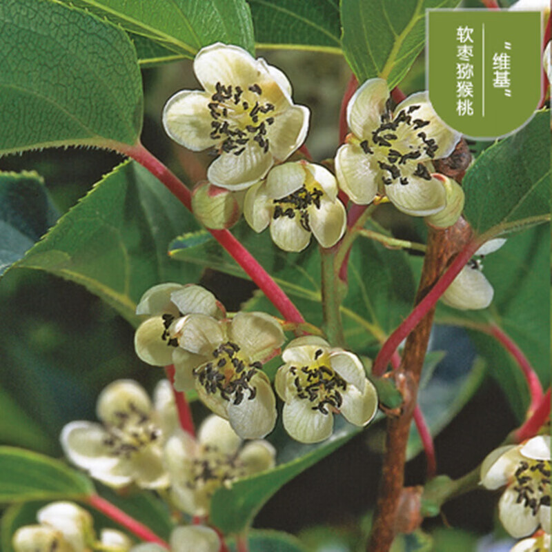 欧悟 软枣猕猴桃树苗 庭院阳台四季种植地栽盆栽果树苗南方北方种植