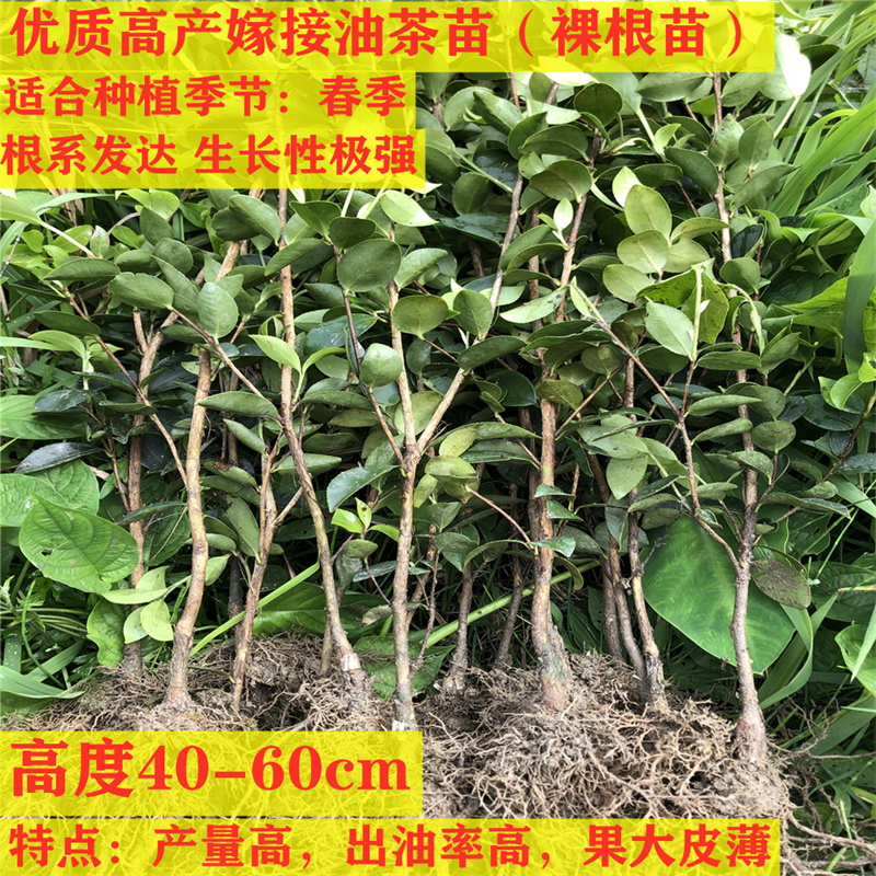 油茶树苗高产嫁接油茶苗本土木子苗山茶油苗良种杂交大果带土杯苗