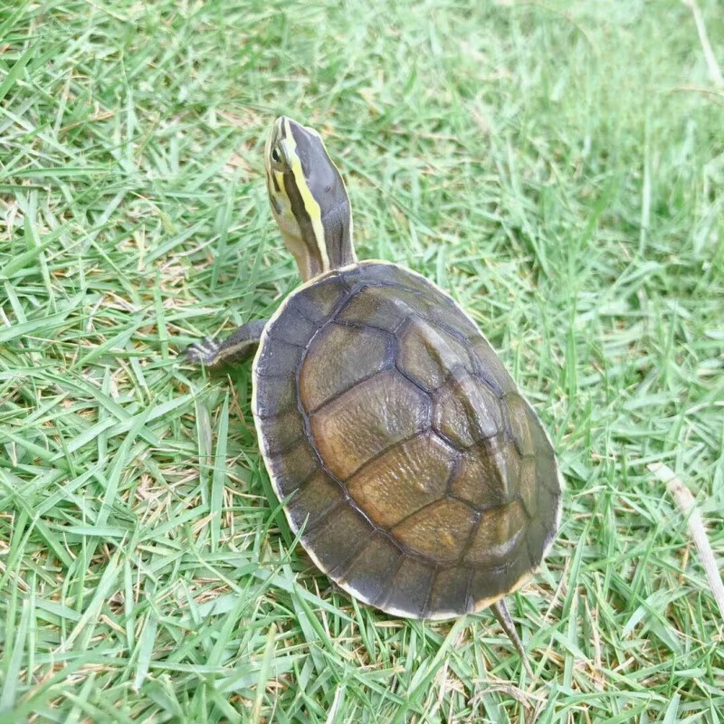 少羽可挑选安布闭壳乌龟高背圆体半水龟安布龟苗养龟 好养活跃安布苗4