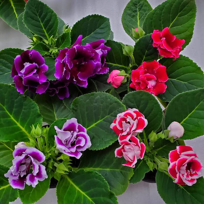 重瓣大岩桐芙蓉花带花盆栽四季开花阳台客厅花卉绿植好养 精选 4盆颜