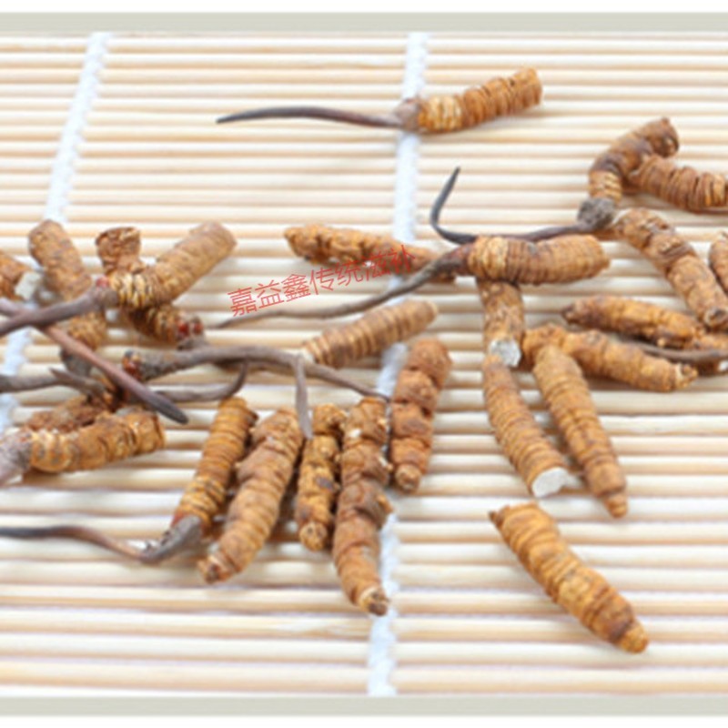 西藏虫草那曲冬虫夏草虫草泡酒药材那曲青海玉树泡酒材料 3克(断草)