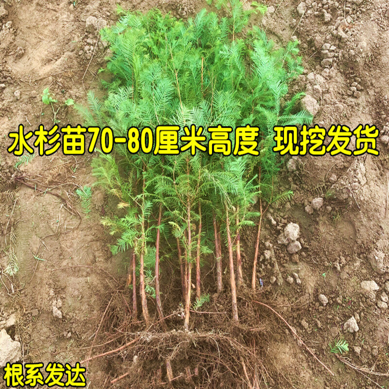 水杉树苗杉树苗落羽杉苗南北方树苗水杉苗金叶水杉苗 水杉苗70-80厘米