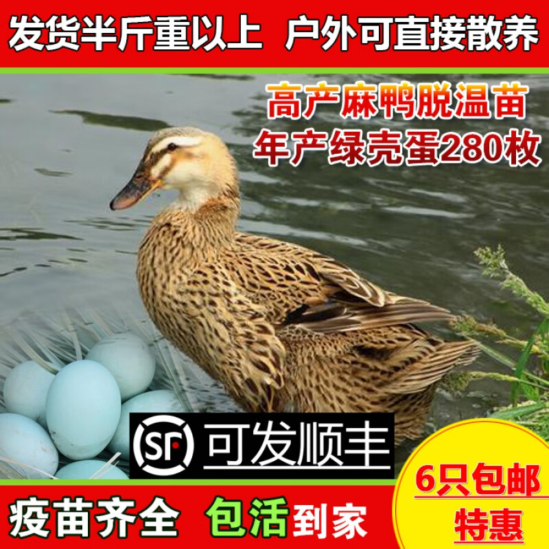 高产绿壳蛋麻鸭苗鸭活苗鸭子活苗鸭苗半大小鸭子水鸭苗家鸭活体 1月龄
