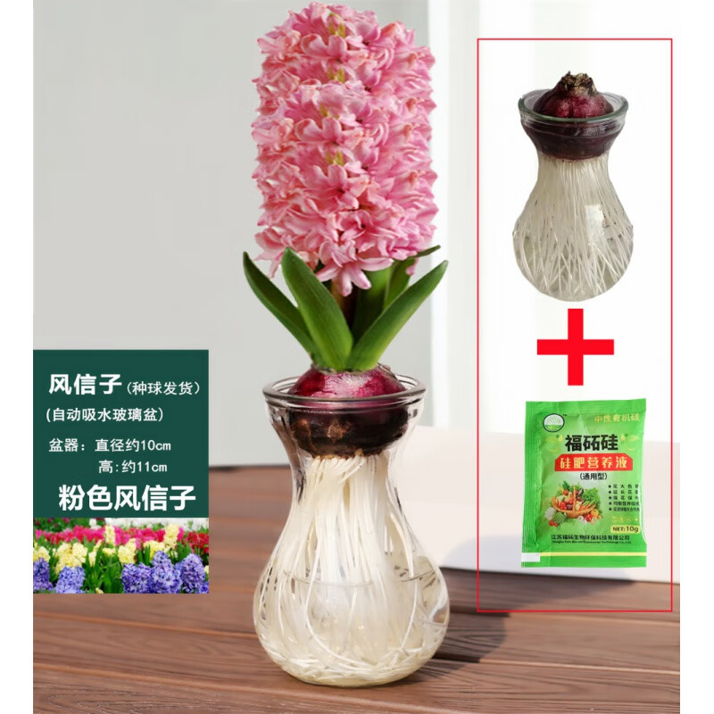 荷兰郁金香种球盆栽水培植物室内百合鲜花四季开花好养活水仙花卉 【含玻璃瓶】粉色带芽风信子1个 不含盆