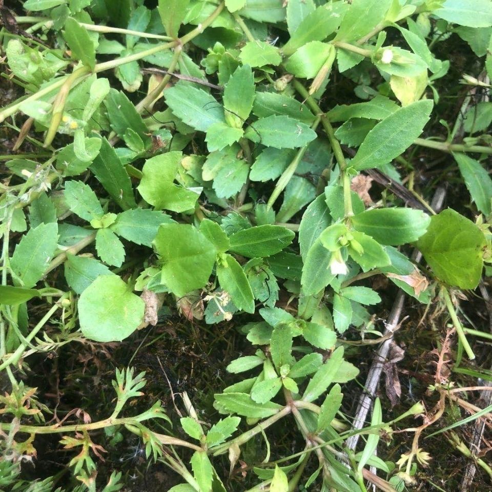 伟博新鲜青草药锯齿草定经草田乒娜泥花草菜虎舌癀500g 一斤