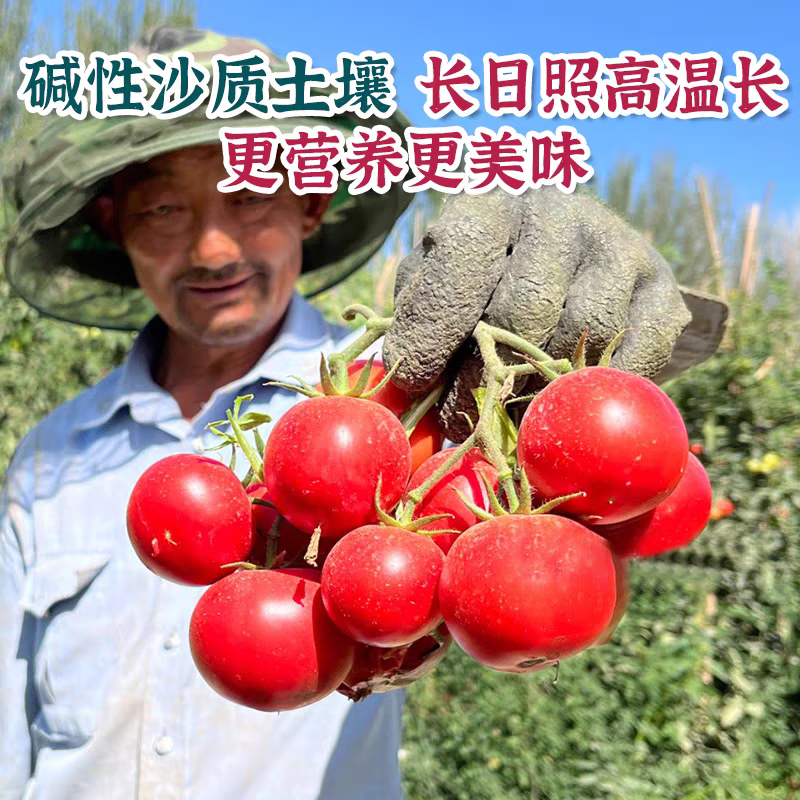 【顺丰】有机西红柿 满籽沙瓤普罗旺斯番茄自然熟有机蔬菜 家庭装 5斤