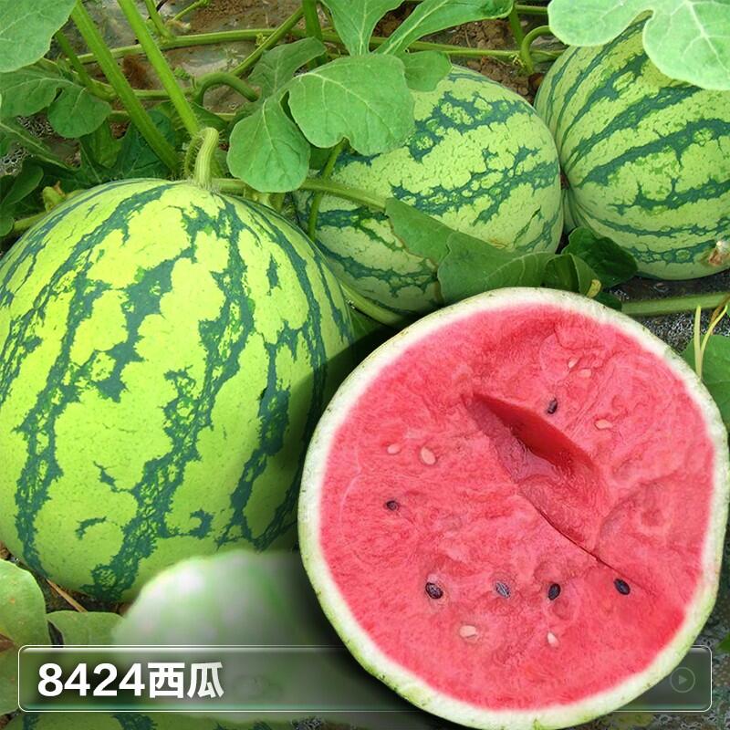 禾之润8424麒麟西瓜西瓜嫁接种植甜王瓜南方菜苗苗秧无籽西瓜苗盆栽黄