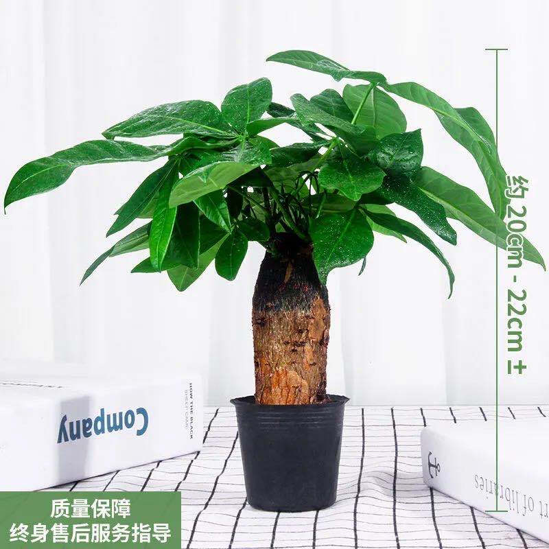1棵发财树 原土原育苗(不含盆) 含盆