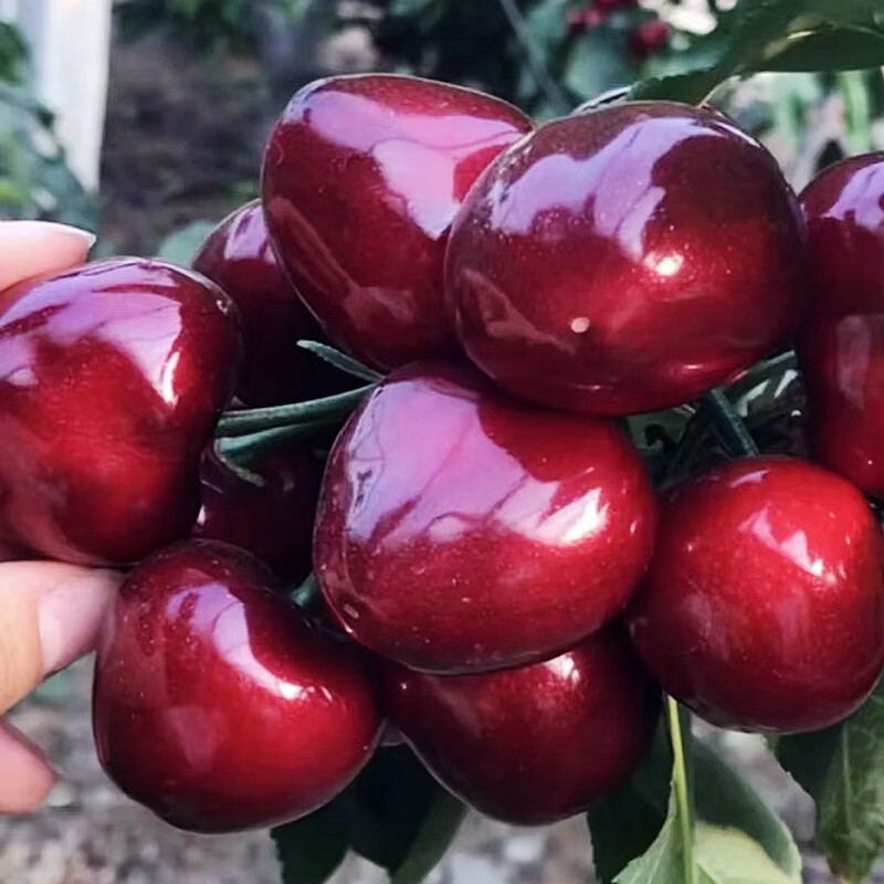 苗木怎么看历史价格|苗木价格比较