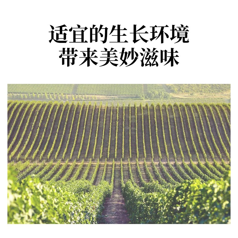 AZ-GRANATA阿塞拜疆原瓶进口葡萄酒陈酿干红葡萄酒红酒年货送礼 【热卖爆款】萨佩拉维干红葡萄酒750ml