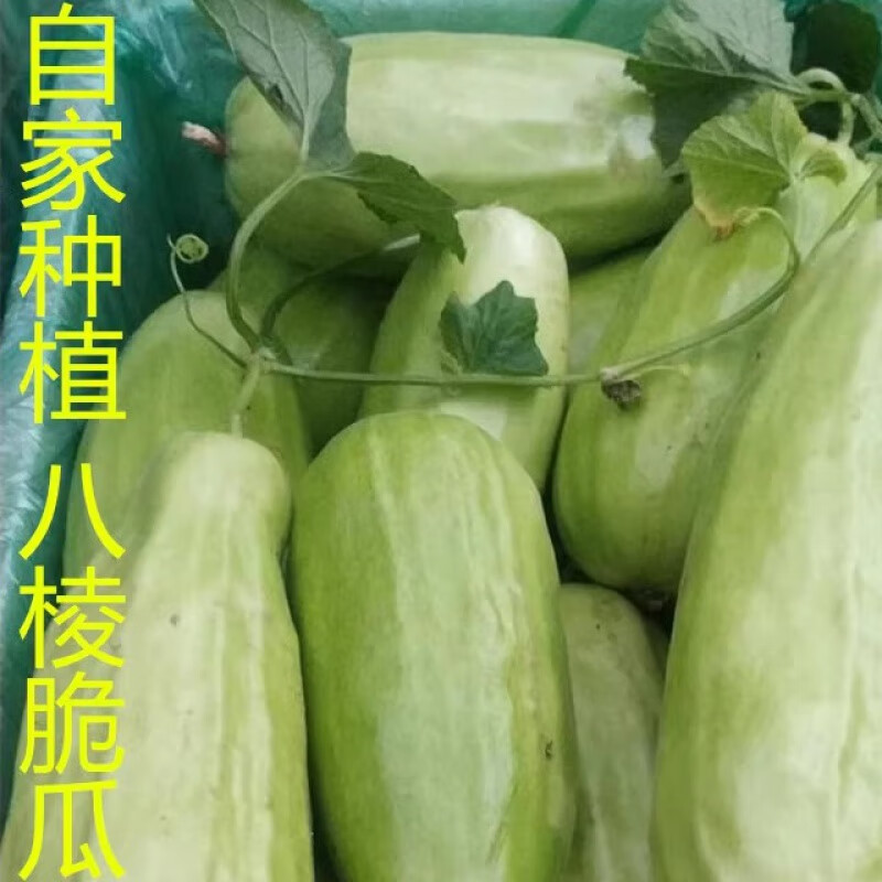 花农氏山东八棱脆瓜菜瓜烧瓜捎瓜青龙瓜水果甜瓜新鲜现摘顺丰速运