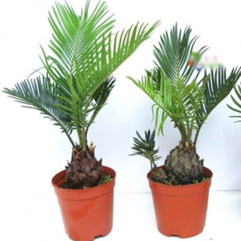 耐旱植物鐵樹又名蘇鐵 鳳尾蕉 綠植盆栽門前擺放堅貞不渝 小苗 不含盆
