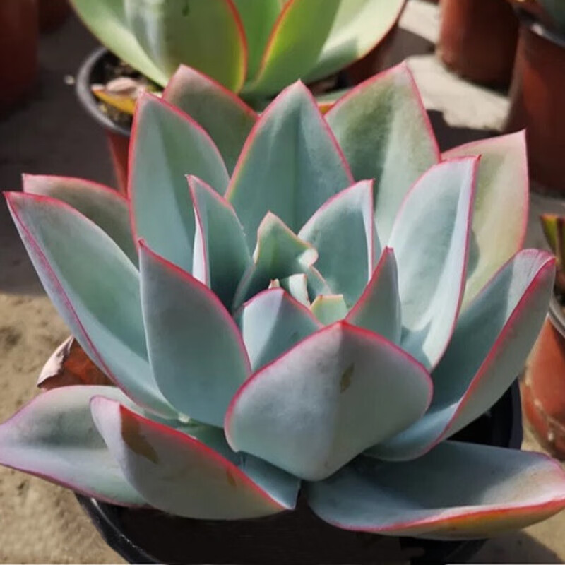 多肉老桩大单头粗桩好养肉肉植物碧桃玉蝶石莲花属 冰与火 12厘米 带