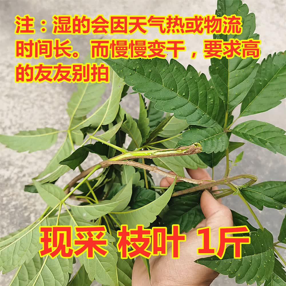布荆叶 布惊叶茶牡荆黄荆 做月子洗澡去风草药五指疳五指风山紫荆 现