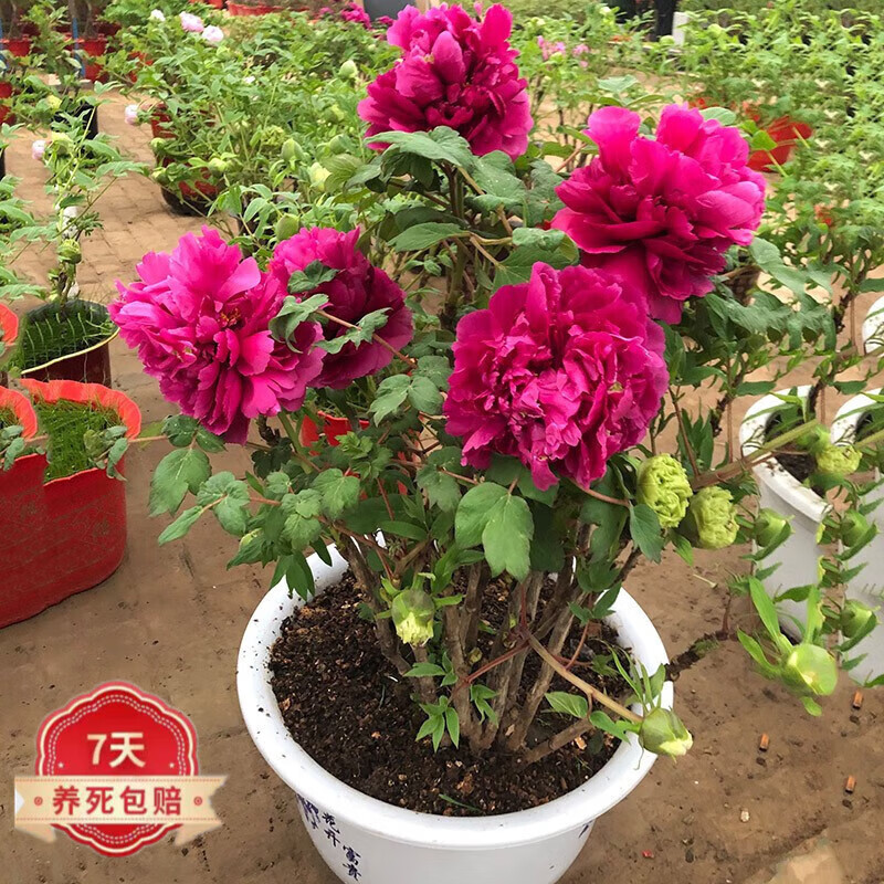 以琛正宗菏泽牡丹花苗大苗芍药花苗庭院盆栽重瓣洛阳牡丹花卉 牡丹王