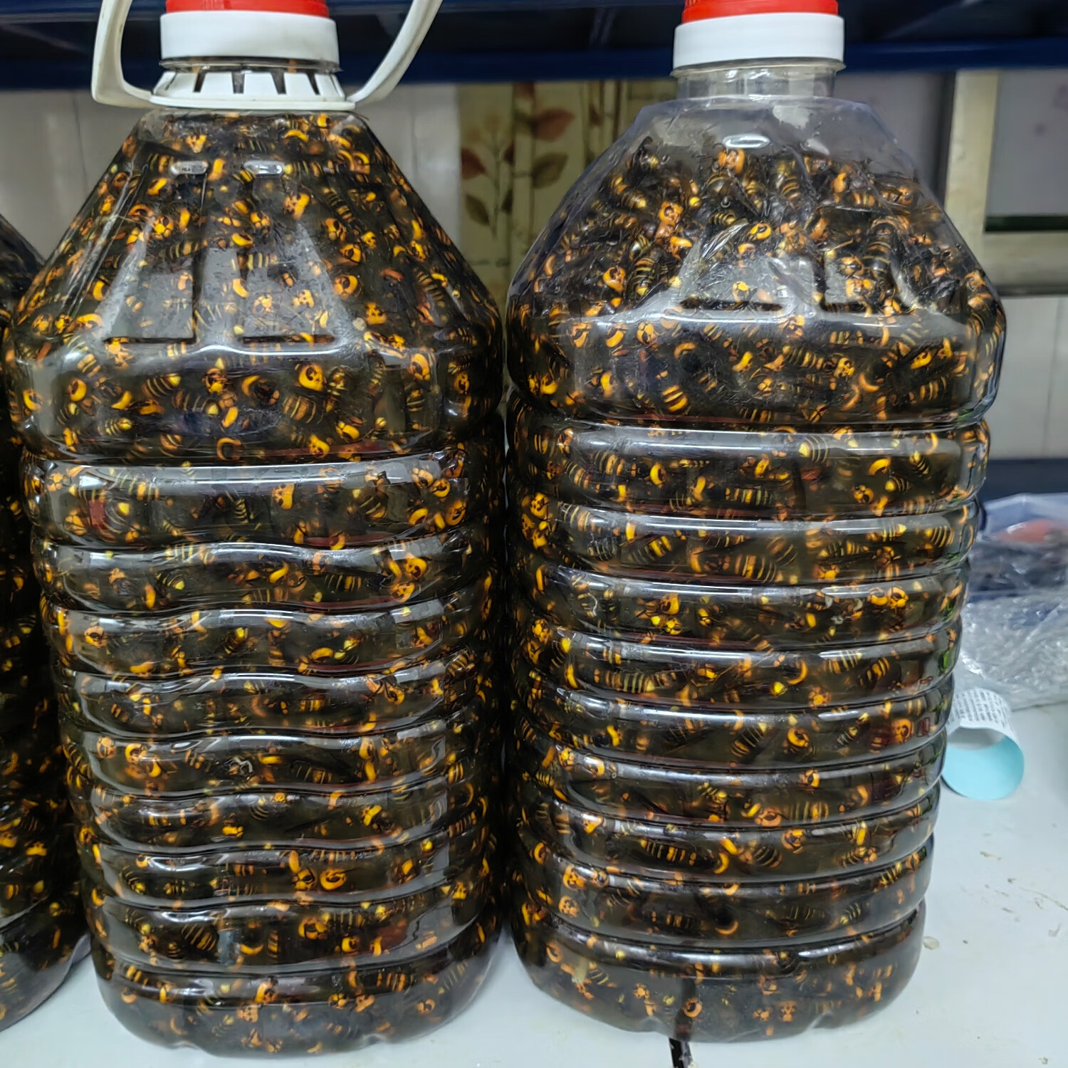 马蜂酒泡酒材材料金环虎头蜂活体野生马蜂诱蜂水原材料  虎头蜂纯 100只金环虎头蜂(个大)(24新蜂)