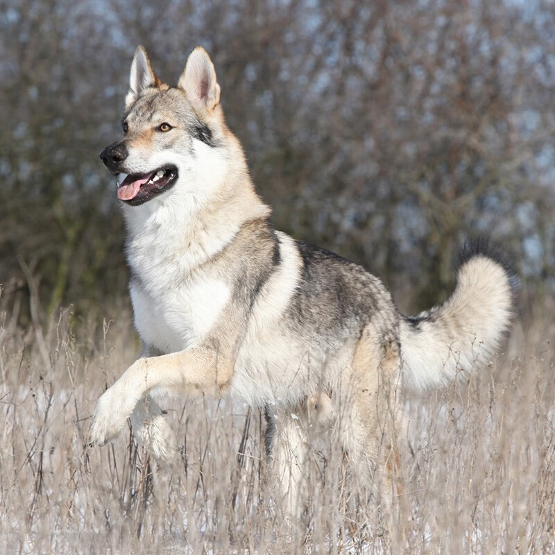 纯种捷克狼犬幼犬宠物狗狗活体大型狼犬猛犬狼活体幼犬北京犬舍 捷克