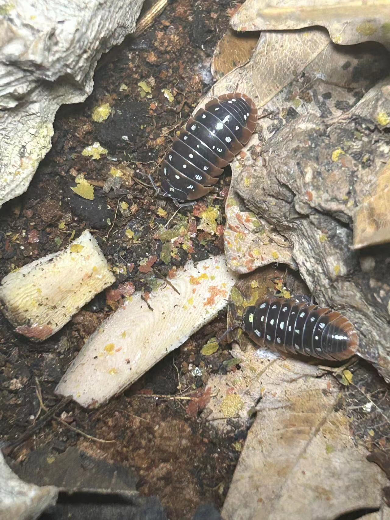 鼠妇活虫体潮虫虫学生实验观察昆虫宠物包活桌面景观懒人萌宠 小丑 5