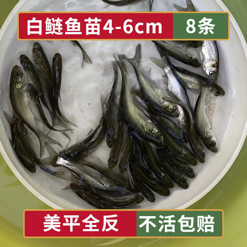 大白鲢鱼苗白莲鱼苗鲢鳙水鲢活体小鱼苗淡水食用养殖包活 白鲢鱼苗4