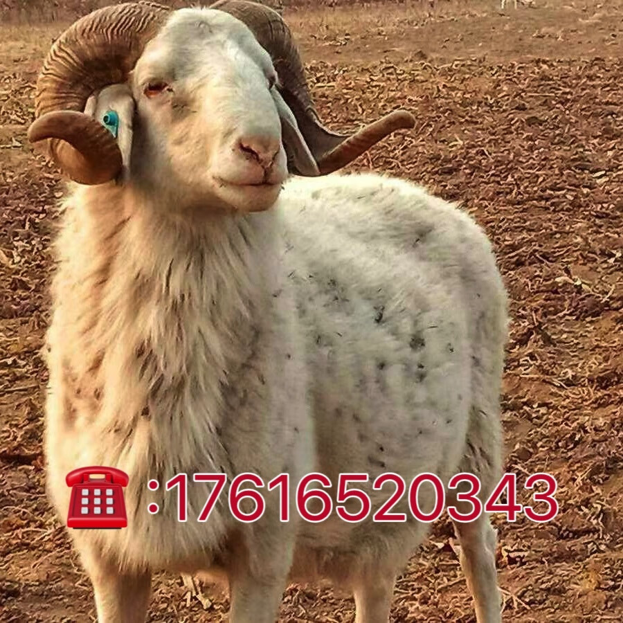 纯种小尾寒羊活体孕母羊小羊羔杜寒羊出售大型绵羊成年种公羊活羊