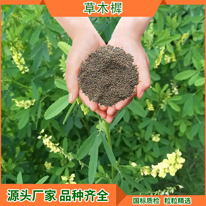 前岔 草木樨种子 高产牧草籽草木犀蜜源植物 黄花苜蓿绿肥耐寒耐贫瘠
