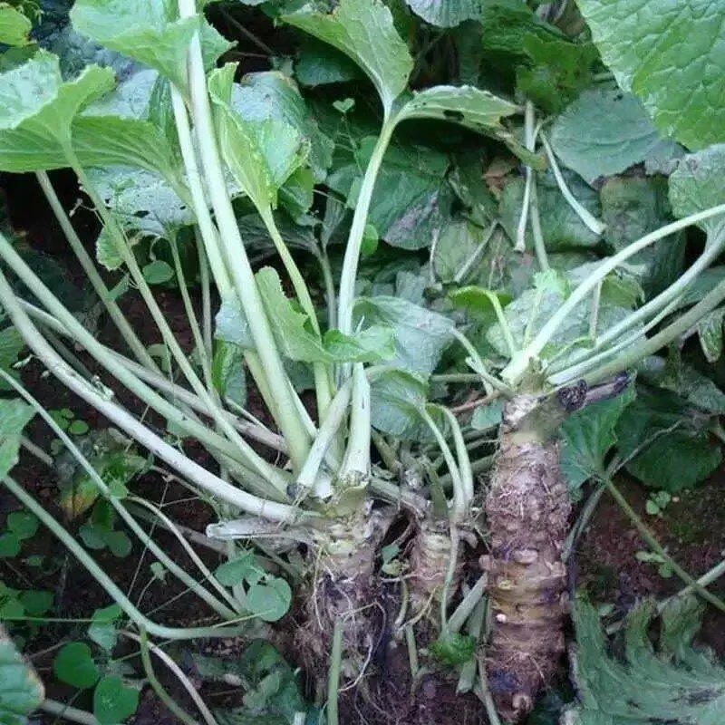 芥末种子调味庭院春秋四季阳台盆栽山葵蔬菜种孑绿芥末种籽 芥末种子