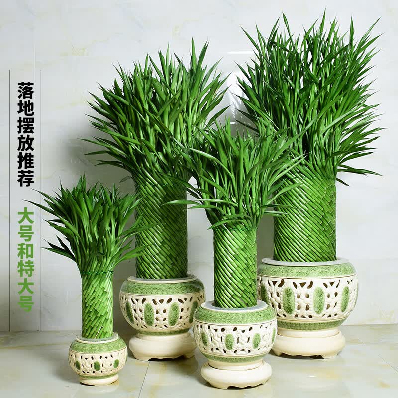 手耕田节节高富贵竹植物开运竹子盆栽客厅水养大型绿植室内乔迁大颗 大展鸿图 含盆