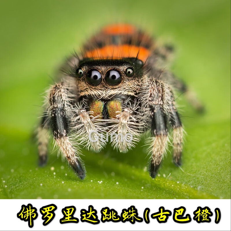 爬宠迷你宠物蜘蛛可上手可爱红佛罗里达跳蛛灰佛古巴橙佛黑佛 橙佛3-4