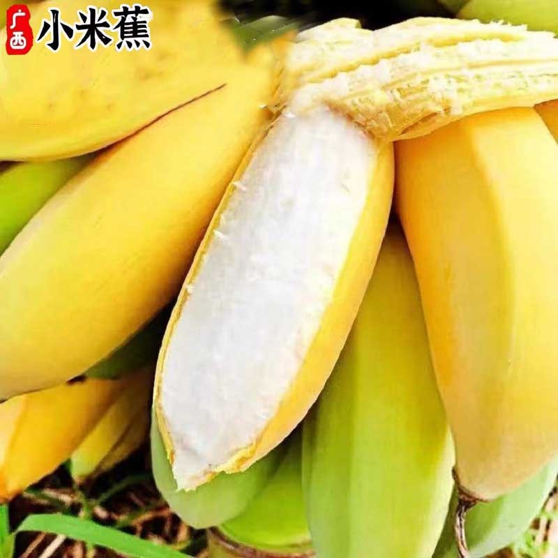 舅甜果蔬广西小米蕉(现摘现发)新鲜时令水果苹果蕉香蕉酸甜软糯水果
