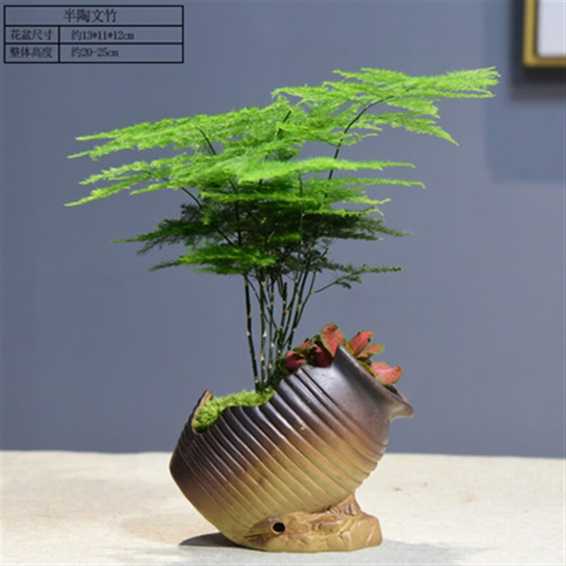 菖蒲盆景植物室内办公室四季常青竹子微景观绿植净化空气 聚财盆文竹