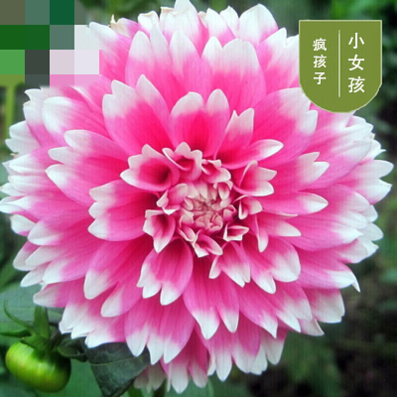 大丽菊 相关京东优惠商品 价格图片品牌优惠券 虎窝购
