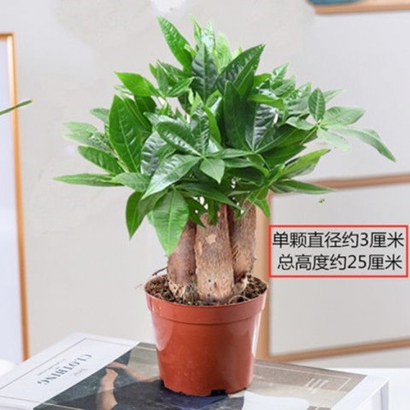 金钱兜盆栽金钱桐福禄圆叶桐钱树钱多多发财树金钱树室内绿植园艺