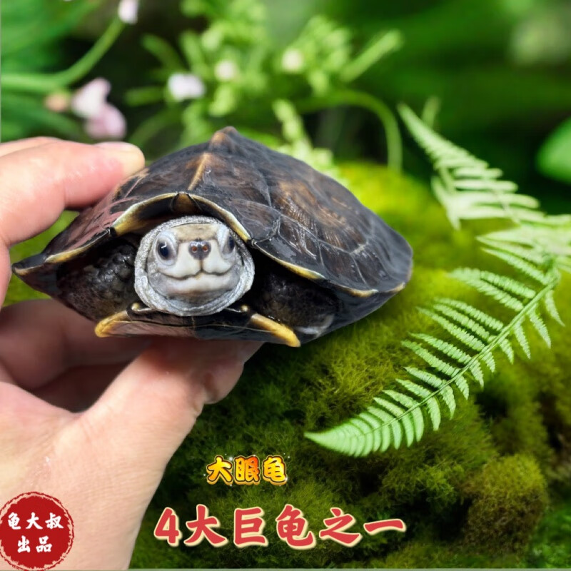 黑山龟苗金边黑山乌龟亚巨乌龟素食龟吃菜草龟大型对半水龟宠物龟