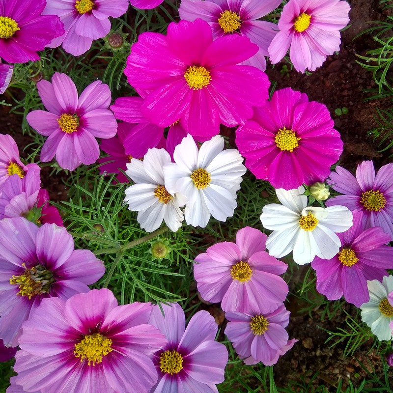 查在线花草林木种子商品历史价格|花草林木种子价格比较