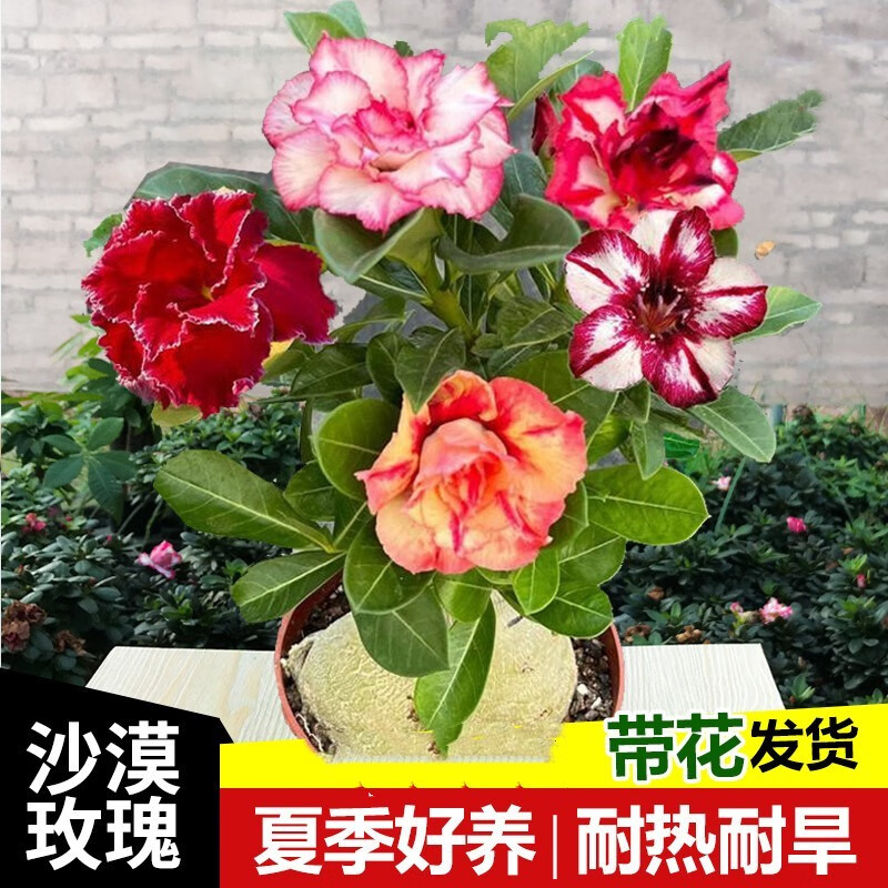 京东花卉价格曲线软件|花卉价格走势