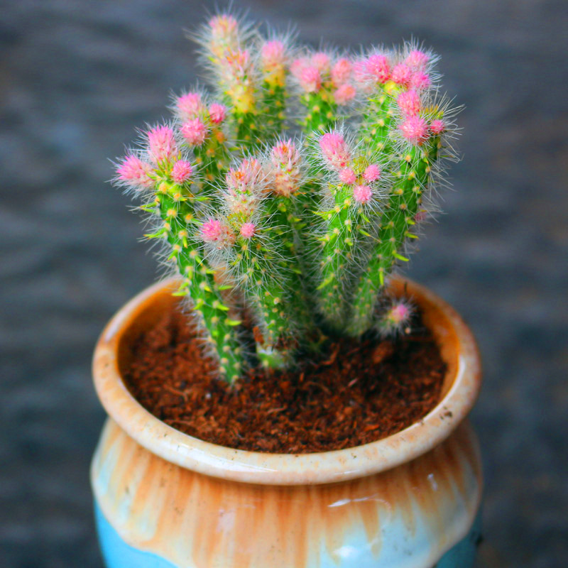 粉色松鼠团扇毛茸茸多肉植物罕见品种室内阳台绿植盆栽花卉 简易塑料