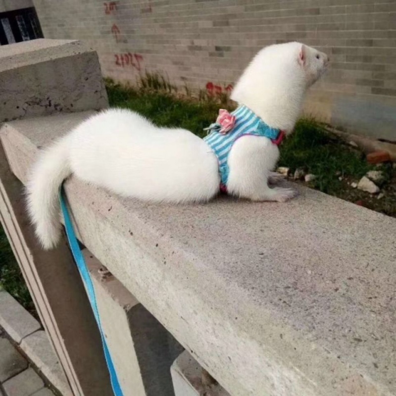 迪士农庄园 dsnzy全款雪貂花水貂宠物貂活体宝宝幼崽粘人可爱安格鲁