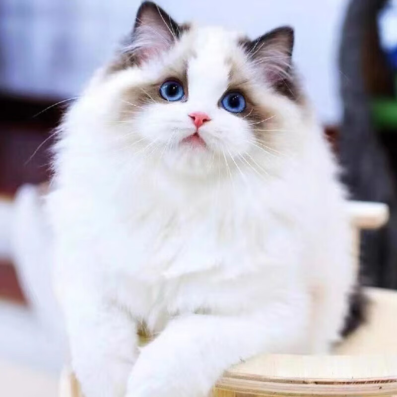 迈乐佳(maleejia)【视频选 终身售后】纯种布偶猫活体宠物猫布偶喵咪