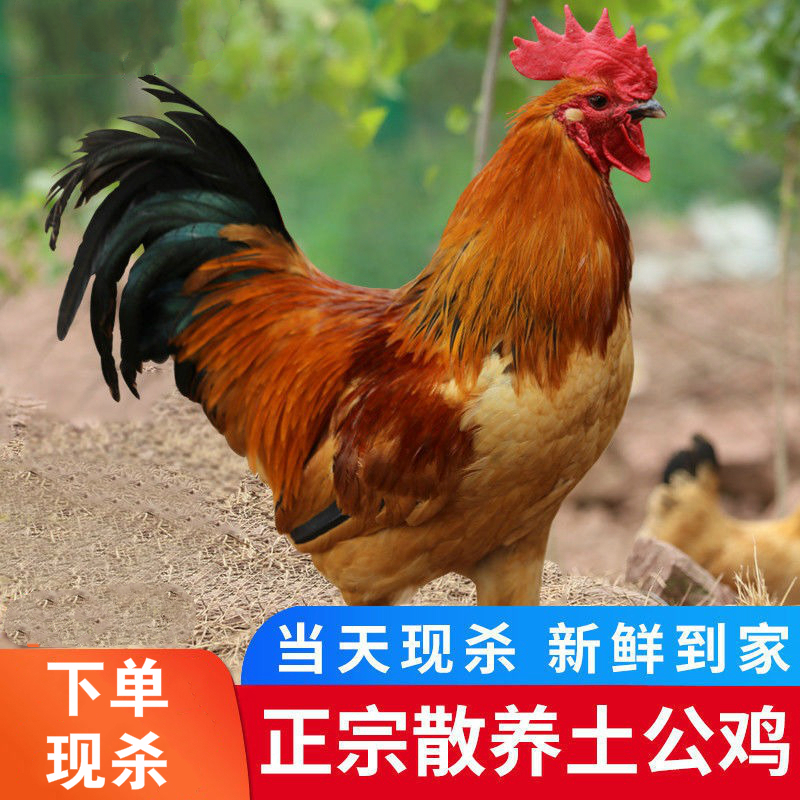 河南大公鸡农村散养笨公鸡新鲜宰杀整只笨公鸡正宗老土公鸡活体 乌蒙