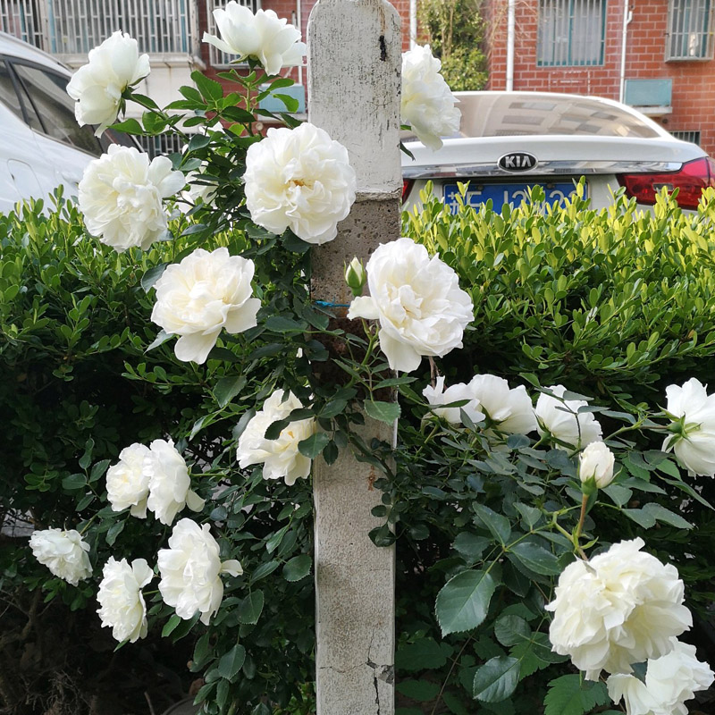 爬藤大苗蔷薇花苗爬墙大花浓香玫瑰花卉植物 白米农/大盆/70米左右高