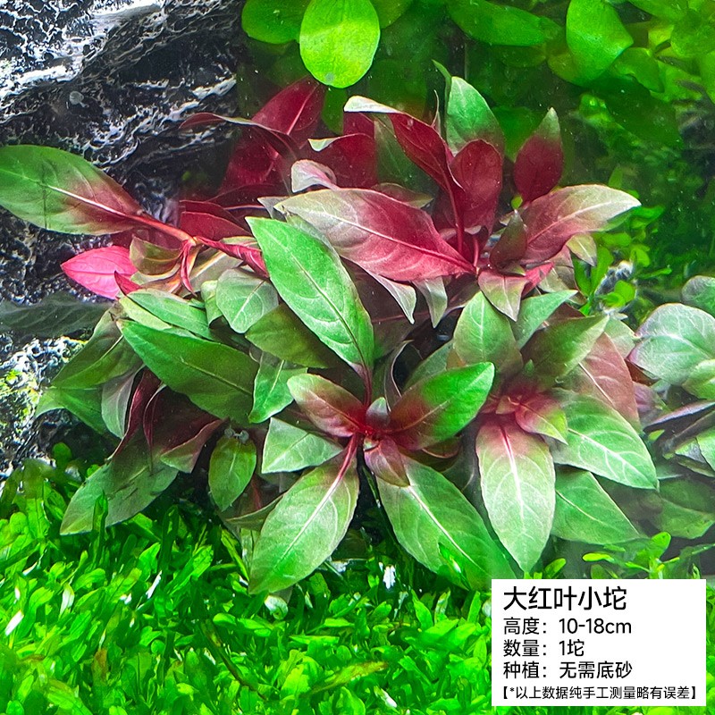 入缸竹节草蜈蚣草莫斯水草养鱼造景套餐矮珍珠 大红叶坨草[前中景]