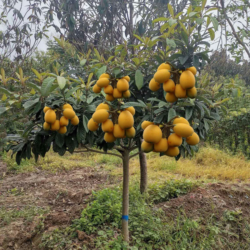 墨耘苍庭院观赏适合南北方种植大果枇杷树苗 江苏果树基地大果枇杷