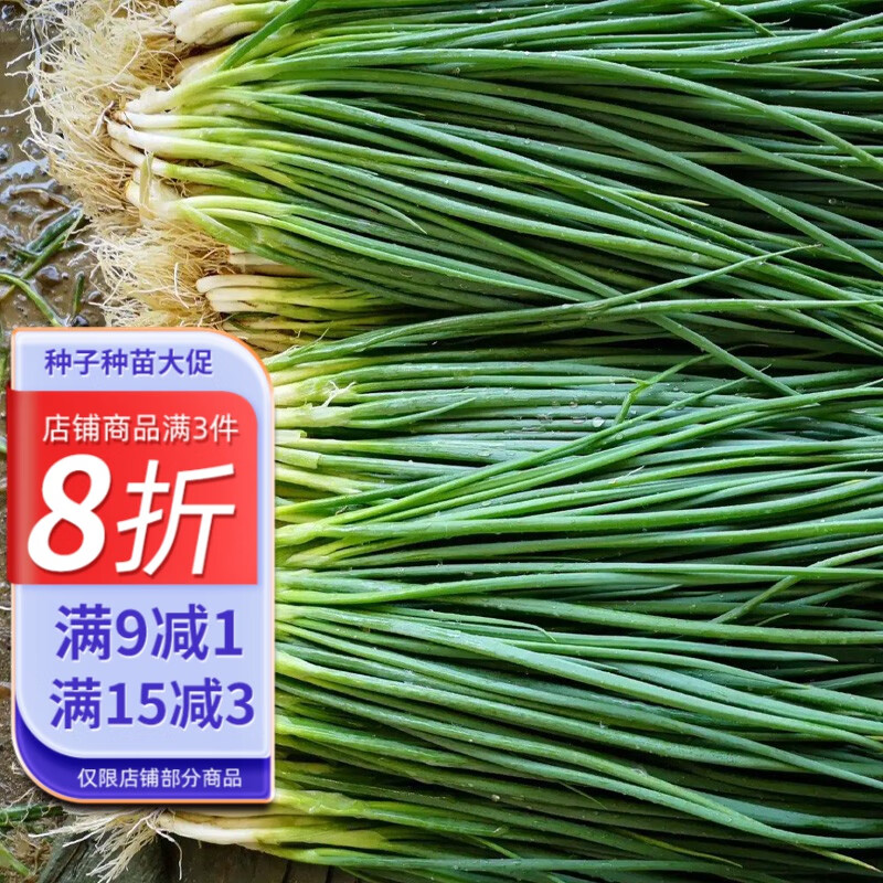 大禹四季分葱种子苗小葱香葱耐热耐寒家庭种春季蔬菜籽阳台盆栽  农家