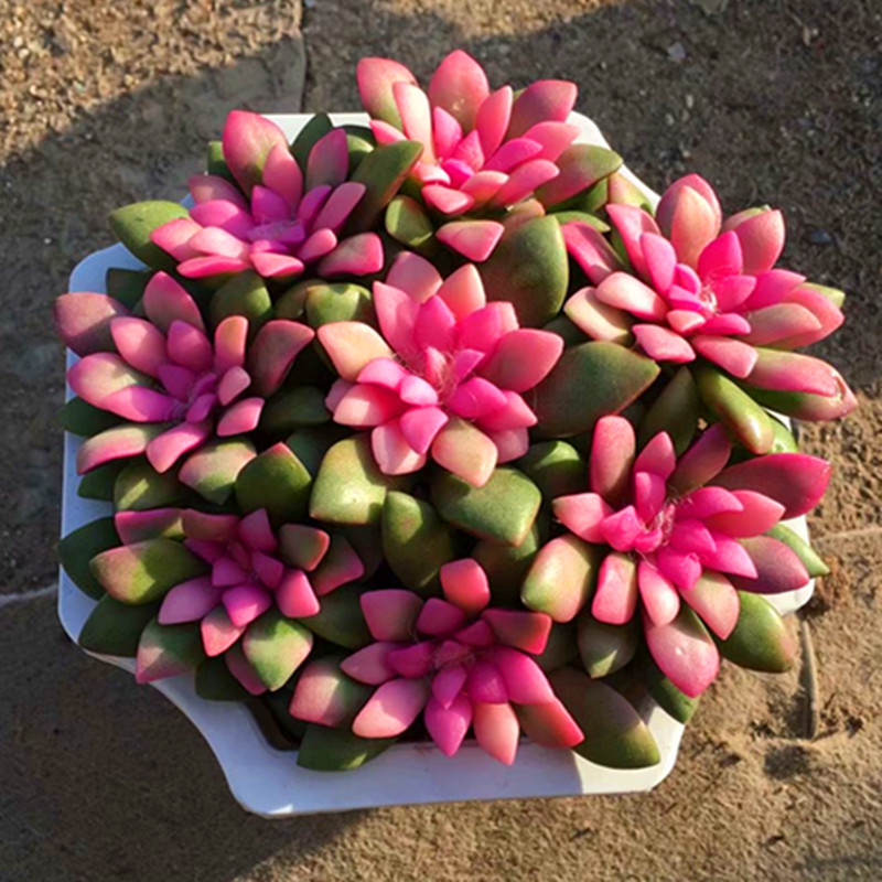 吹雪之松锦卡日松锦多肉植物稀有品种罕见奇趣办公室绿植花卉盆栽