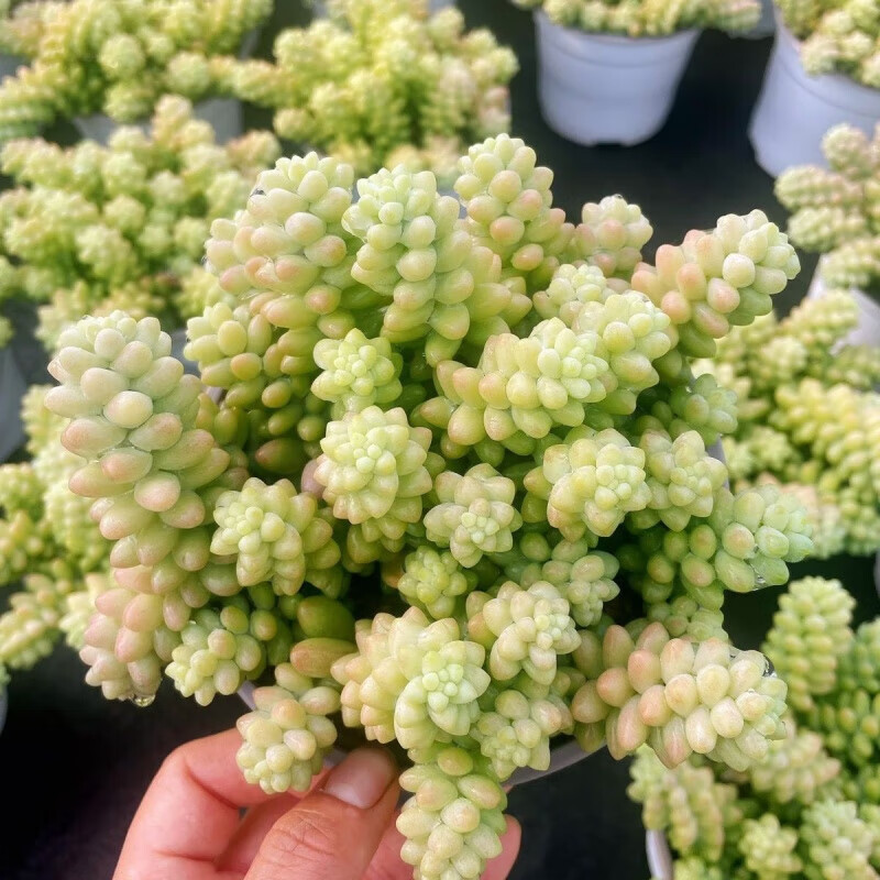 妙普乐彩虹玉坠多肉植物大群爆盆绿植花卉云南基地盆栽原盆土发货  含