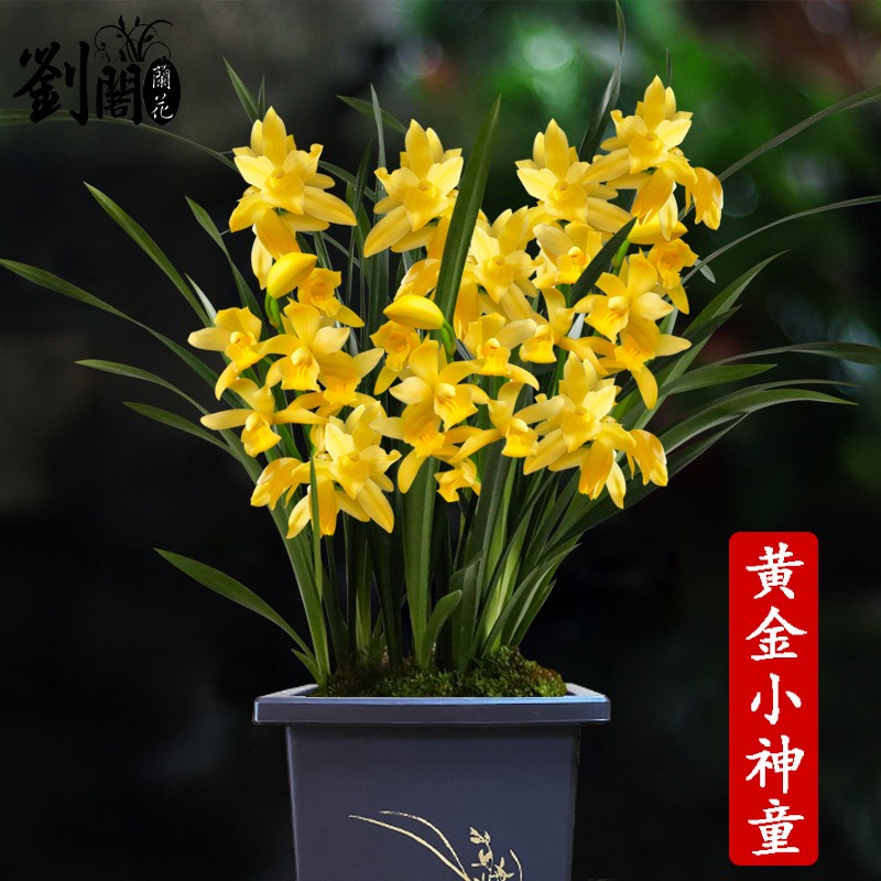 年宵花冬带花苞出售 红如意墨兰红素大花好养花卉盆栽 黄金小神童5苗