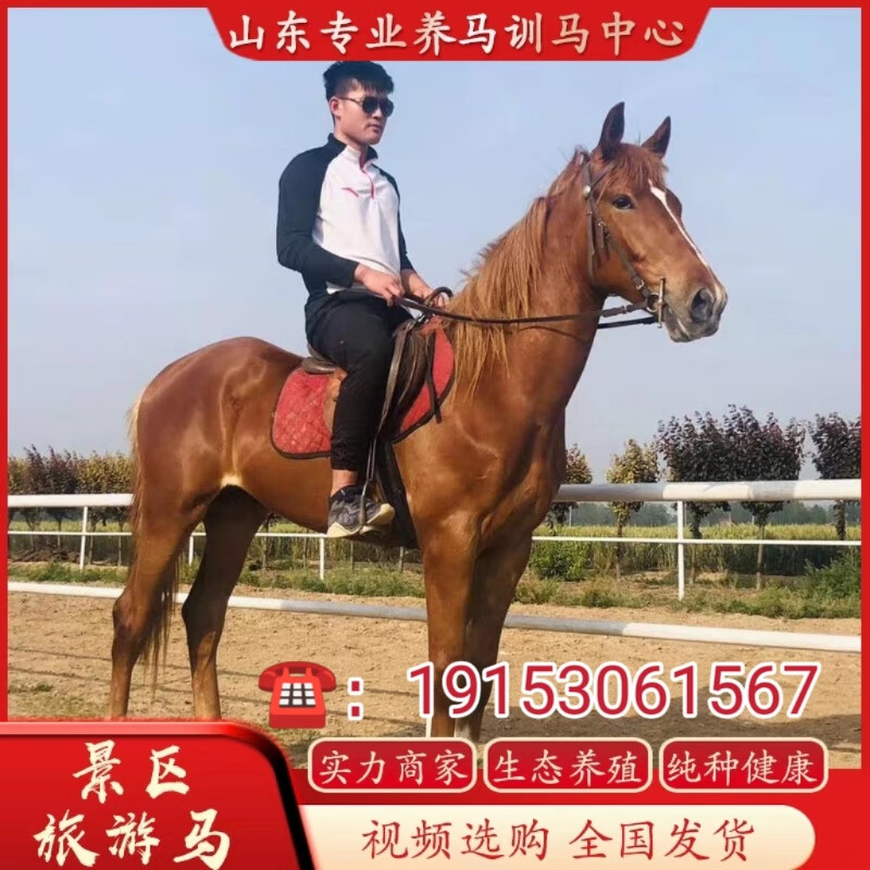 纯种汗血宝马活马活体小马驹