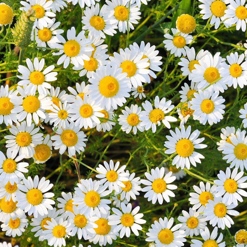 寿禾德国洋gan菊花种子幼苗小雏菊鲜花阳台盆栽花卉花苗紫波斯菊秧苗