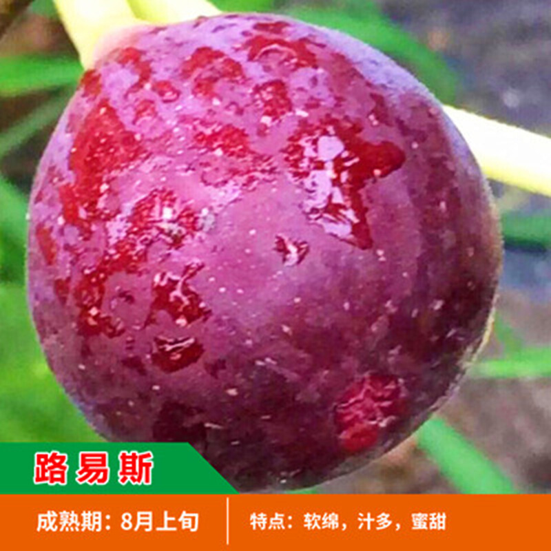 四季盆栽地栽无花果苗无花果树苗当年结果苗 路易斯6年大苗(当年结果)